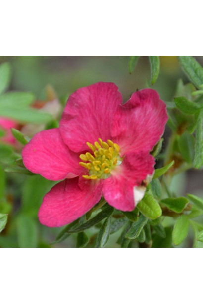 Яскраво рожева лапчатка Беллісссіма